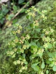 Sedum actinocarpum