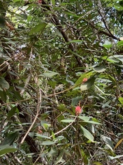 Miconia melastomoides
