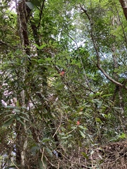 Miconia melastomoides