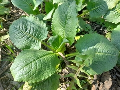 Dipsacus strigosus