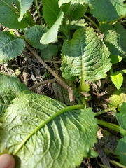 Dipsacus strigosus