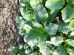 Dipsacus strigosus