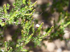 Callophrys dumetorum