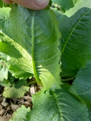 Dipsacus strigosus