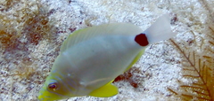 Hypoplectrus unicolor