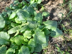 Dipsacus strigosus