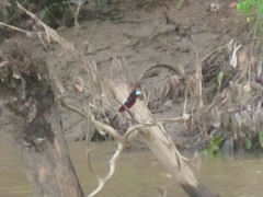 Cymbirhynchus macrorhynchos