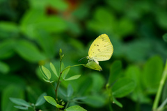 Eurema
