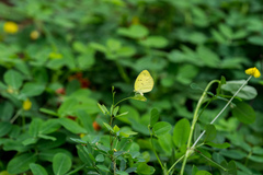 Eurema