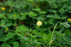 Eurema