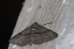 Peribatodes correptaria