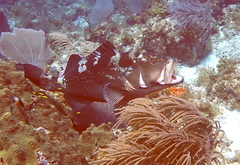 Epinephelus morio