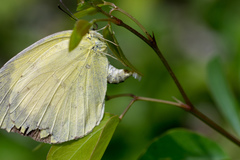 Eurema