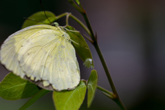 Eurema