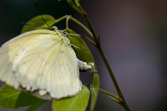 Eurema