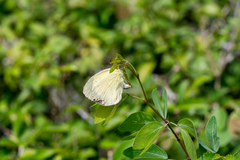 Eurema