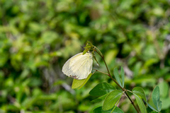 Eurema
