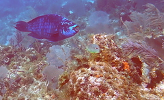 Scarus coelestinus