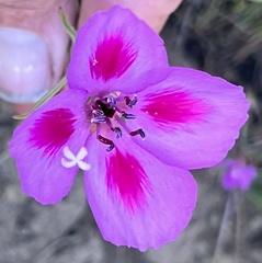 Clarkia gracilis sonomensis