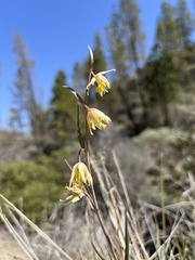 Fritillaria viridea