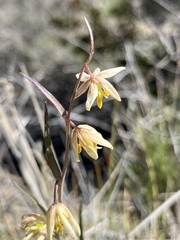 Fritillaria viridea