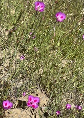 Clarkia gracilis sonomensis