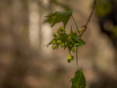 Acer pictum