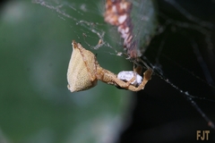 Uloborus