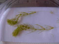 Chara ecklonii mollusca