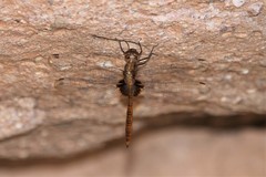 Tauriphila australis