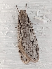 Semioscopis avellanella