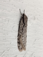 Semioscopis avellanella