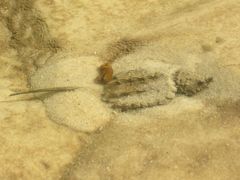 Macrochelys temminckii