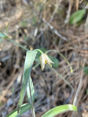 Fritillaria viridea