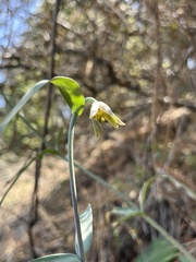 Fritillaria viridea