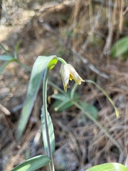 Fritillaria viridea