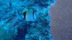 Chaetodon sedentarius