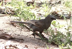 Struthidea cinerea cinerea