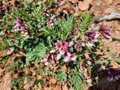 Hosackia stipularis ottleyi