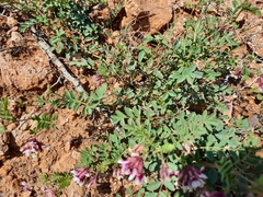 Hosackia stipularis ottleyi