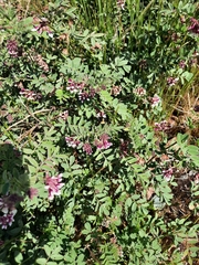 Hosackia stipularis ottleyi