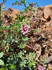 Hosackia stipularis ottleyi