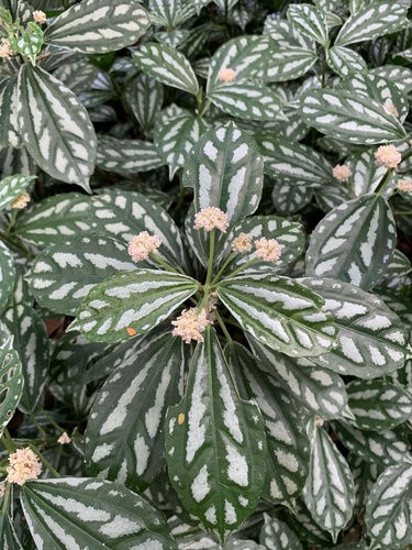 Pilea cadierei