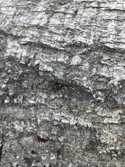 Xylotrechus nauticus