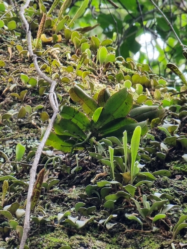 Image of Sarcochilus parviflorus by (c) Richard Dimon, some rights reserved (CC BY)