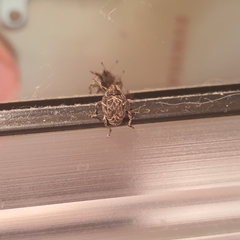 Mogulones geographicus