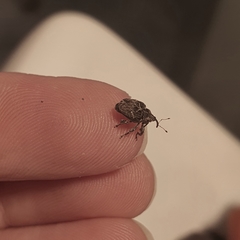 Mogulones geographicus