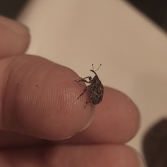 Mogulones geographicus