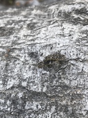 Xylotrechus nauticus