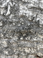 Xylotrechus nauticus